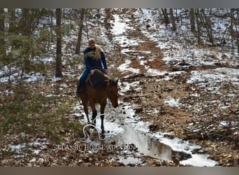 American Quarter Horse, Mare, 7 years, 15 hh, Dun