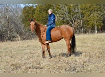 American Quarter Horse, Mare, 7 years, 15 hh, Dun