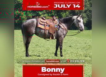 American Quarter Horse, Mare, 7 years, 15 hh, Gray