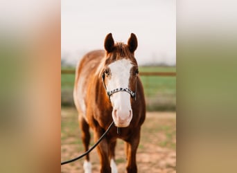 American Quarter Horse, Mare, 7 years, 15 hh, Overo-all-colors