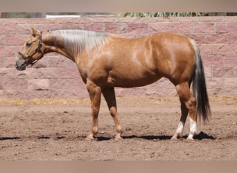 American Quarter Horse, Mare, 7 years, 15 hh, Palomino
