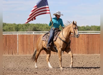 American Quarter Horse, Mare, 7 years, 15 hh, Palomino