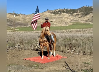 American Quarter Horse, Mare, 7 years, 15 hh, Palomino