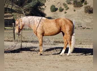 American Quarter Horse, Mare, 7 years, 15 hh, Palomino