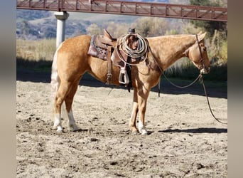 American Quarter Horse, Mare, 7 years, 15 hh, Palomino