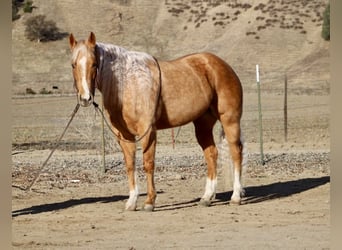 American Quarter Horse, Mare, 7 years, 15 hh, Palomino