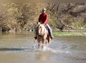 American Quarter Horse, Mare, 7 years, 15 hh, Palomino