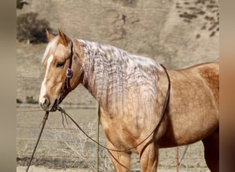 American Quarter Horse, Mare, 7 years, 15 hh, Palomino