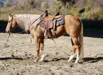 American Quarter Horse, Mare, 7 years, 15 hh, Palomino