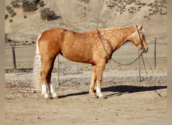 American Quarter Horse, Mare, 7 years, 15 hh, Palomino