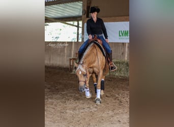 American Quarter Horse, Mare, 7 years, 15 hh, Palomino