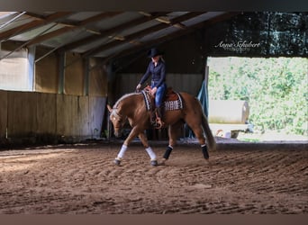 American Quarter Horse, Mare, 7 years, 15 hh, Palomino