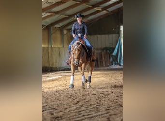 American Quarter Horse, Mare, 7 years, 15 hh, Palomino