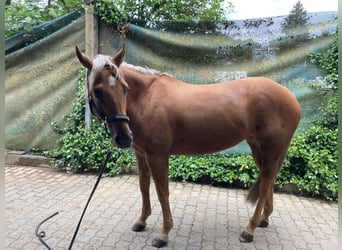 American Quarter Horse, Mare, 7 years, 15 hh, Palomino