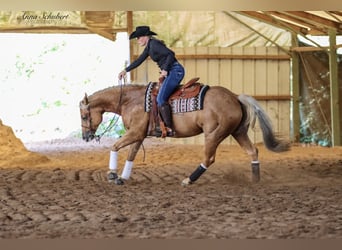 American Quarter Horse, Mare, 7 years, 15 hh, Palomino