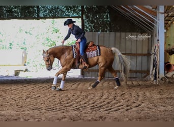 American Quarter Horse, Mare, 7 years, 15 hh, Palomino