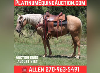 American Quarter Horse, Mare, 7 years, 15 hh, Palomino