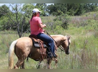 American Quarter Horse, Mare, 7 years, 15 hh, Palomino