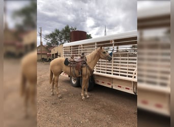 American Quarter Horse, Mare, 7 years, 15 hh, Palomino