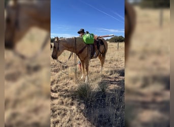 American Quarter Horse, Mare, 7 years, 15 hh, Palomino