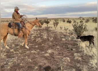 American Quarter Horse, Mare, 7 years, 15 hh, Palomino