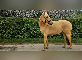 American Quarter Horse, Mare, 7 years, 15 hh, Palomino