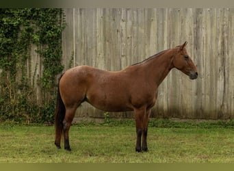 American Quarter Horse, Mare, 7 years, 15 hh, Roan-Bay
