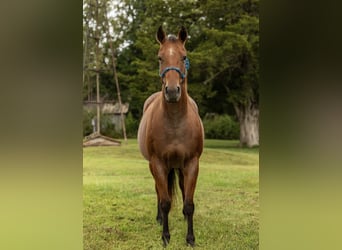 American Quarter Horse, Mare, 7 years, 15 hh, Roan-Bay