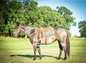 American Quarter Horse, Mare, 7 years, 15 hh, Roan-Bay