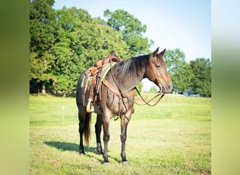American Quarter Horse, Mare, 7 years, 15 hh, Roan-Bay
