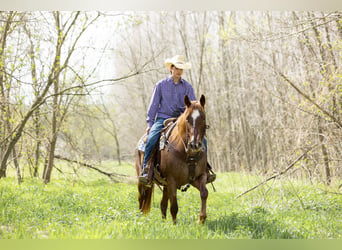 American Quarter Horse, Mare, 7 years, 15 hh, Roan-Red