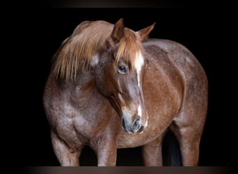 American Quarter Horse, Mare, 7 years, 15 hh, Roan-Red