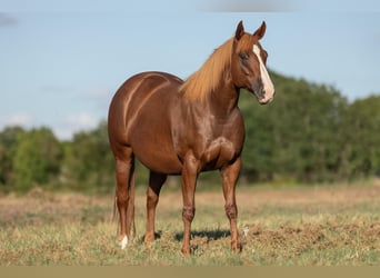 American Quarter Horse, Stute, 7 Jahre, 15 hh, Rotfuchs