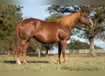 American Quarter Horse, Mare, 7 years, 15 hh, Sorrel