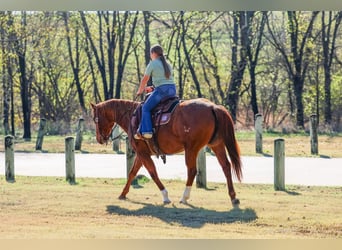 American Quarter Horse, Mare, 7 years, 15 hh, Sorrel