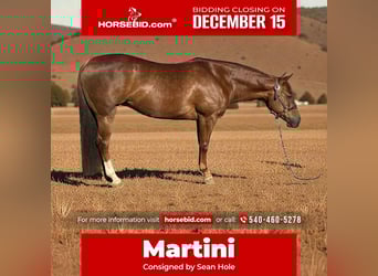 American Quarter Horse, Mare, 7 years, 15 hh, Sorrel