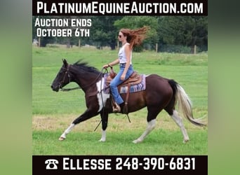 American Quarter Horse, Mare, 7 years, 15 hh, Tobiano-all-colors