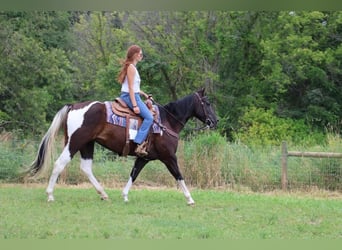 American Quarter Horse, Mare, 7 years, 15 hh, Tobiano-all-colors