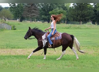 American Quarter Horse, Mare, 7 years, 15 hh, Tobiano-all-colors