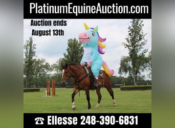 American Quarter Horse, Mare, 7 years, 15,1 hh, Bay