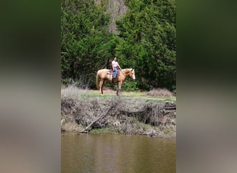 American Quarter Horse, Mare, 7 years, 15,1 hh, Palomino