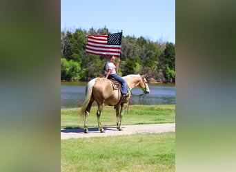 American Quarter Horse, Mare, 7 years, 15,1 hh, Palomino