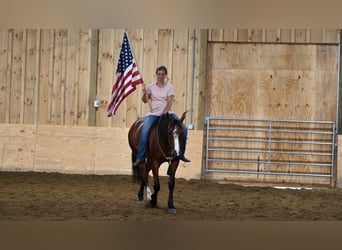 American Quarter Horse, Mare, 7 years, 15,2 hh, Bay