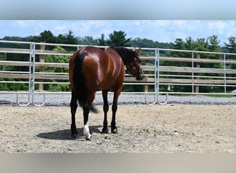 American Quarter Horse, Mare, 7 years, 15,2 hh, Bay