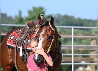 American Quarter Horse, Mare, 7 years, 15,2 hh, Bay