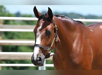 American Quarter Horse, Mare, 7 years, 15,2 hh, Bay