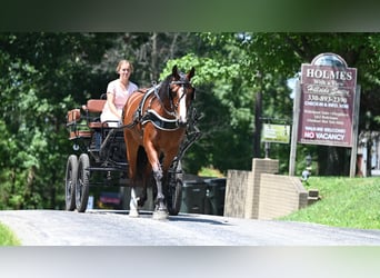American Quarter Horse, Mare, 7 years, 15,2 hh, Bay