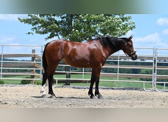American Quarter Horse, Mare, 7 years, 15,2 hh, Bay