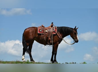 American Quarter Horse, Mare, 7 years, 15,2 hh, Bay