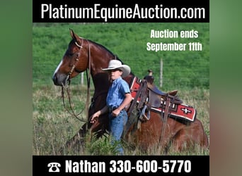 American Quarter Horse, Mare, 7 years, 15,2 hh, Bay